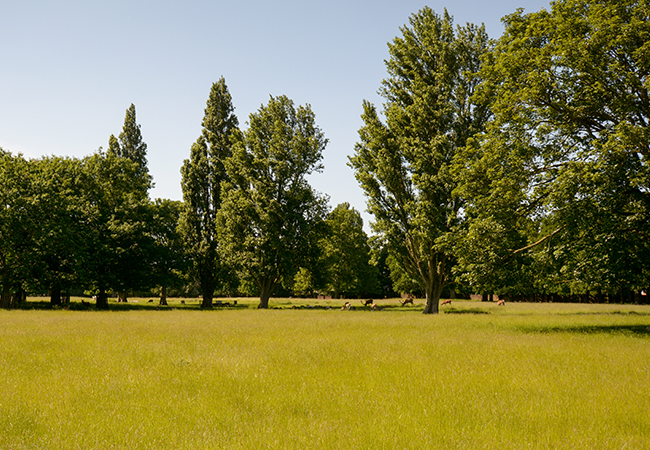 Bushy Park