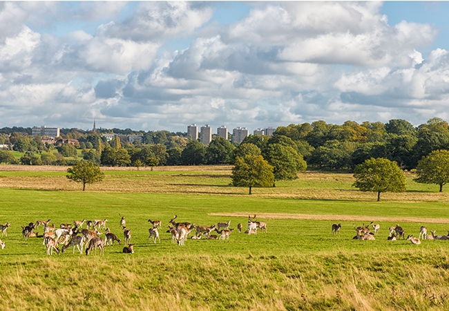 Richmond Park